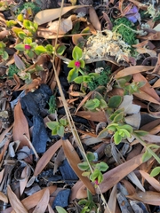 Mesembryanthemum cordifolium