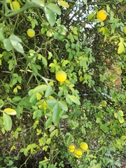 Citrus trifoliata