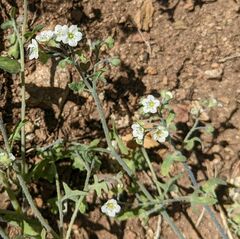 Pholistoma membranaceum