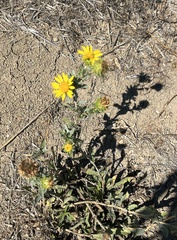 Grindelia camporum