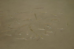 Planiliza subviridis