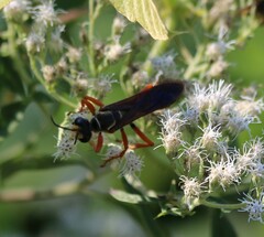 Sphex dorsalis