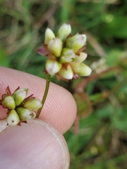 Persicaria sagittata