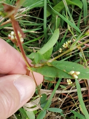 Persicaria sagittata