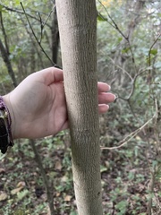 Liriodendron tulipifera