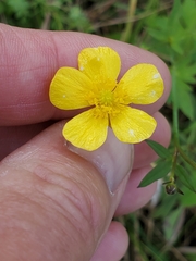 Ranunculus hispidus