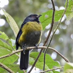 Phainoptila melanoxantha