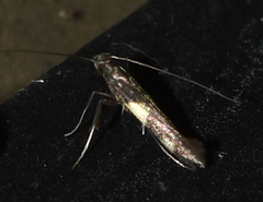 Caloptilia bimaculatella