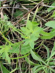 Ranunculus hispidus