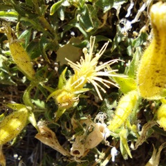 Silene parishii