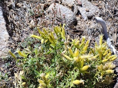 Silene parishii
