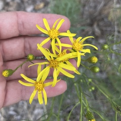 Senecio flaccidus