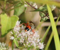 Sphex dorsalis