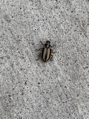 Paranaemia vittigera