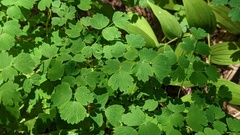 Thalictrum occidentale