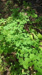 Thalictrum occidentale