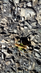 Metaplastes pulchripennis