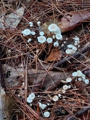 Collybia