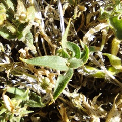 Silene parishii