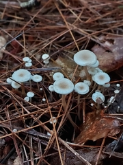 Collybia