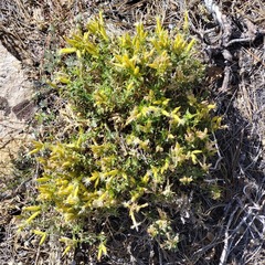 Silene parishii