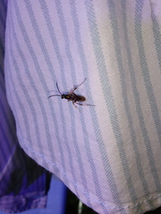 Cratichneumon