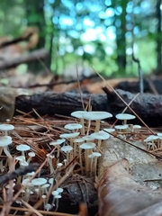 Collybia