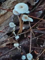 Collybia