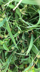 Cyperus brevifolius