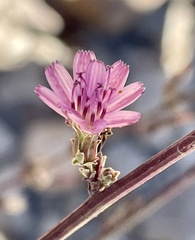 Stephanomeria elata