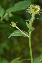 Erigeron
