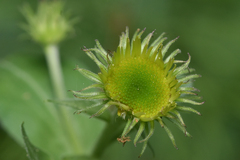 Erigeron