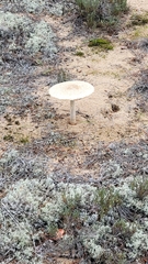 Amanita