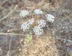 Perideridia kelloggii