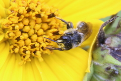 Megachile inermis