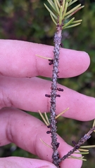 Arceuthobium pusillum