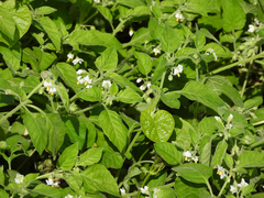 Solanum sarrachoides
