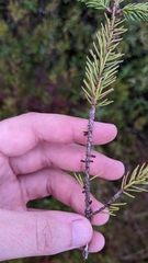 Arceuthobium pusillum