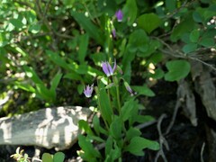 Primula jeffreyi jeffreyi