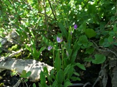 Primula jeffreyi jeffreyi