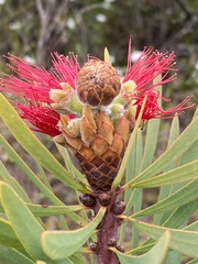 Melaleuca