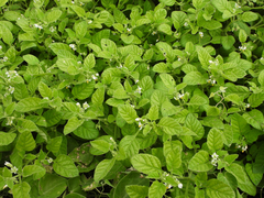 Solanum sarrachoides