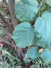 Corylus