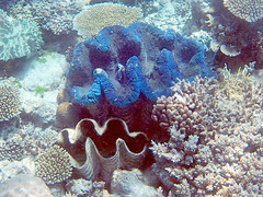 Tridacna gigas