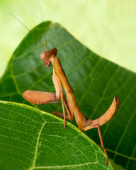 Sphodropoda quinquedens