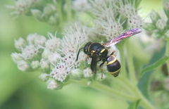 Euodynerus foraminatus