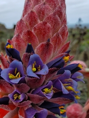 Puya venusta