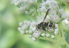 Euodynerus foraminatus