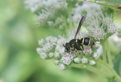 Euodynerus foraminatus