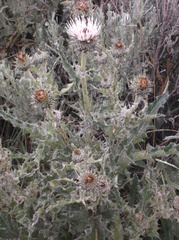 Cirsium cymosum